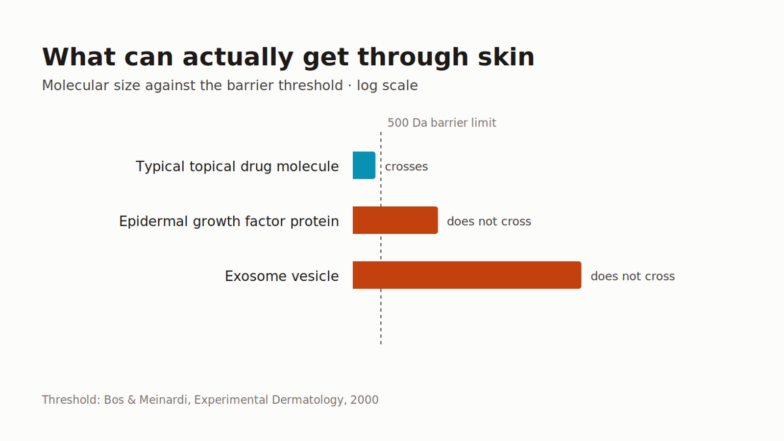 Bar chart of molecular size against the 500 Dalton skin barrier limit: a typical topical drug crosses, epidermal growth
