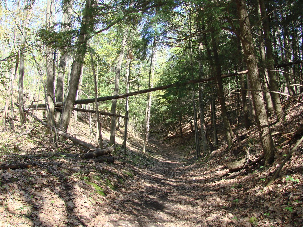 A flat, accessible trail through Wasaga Beach Provincial Park